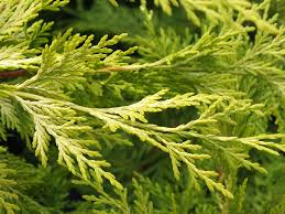 RedCrocus Cupressus 'Gold Rider' Monterey Cypress Live Plant - Golden Evergreen for Screens, Hedges & Coastal Gardens, Fast-Growing, Aromatic, Year-Round Color  5 Gallon Nursery Pot