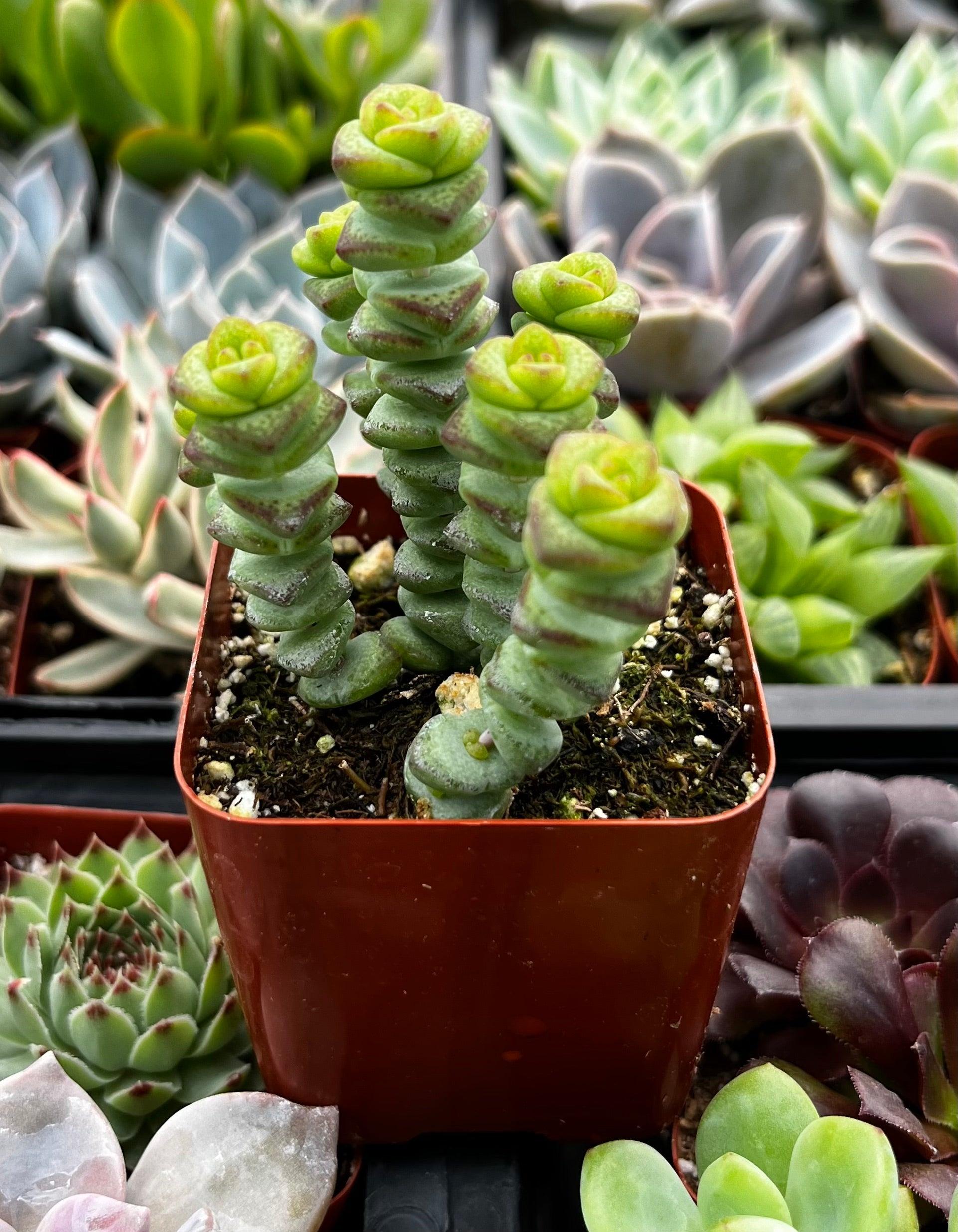 C Baby Jade Trailing - View 11 from www redcrocus com