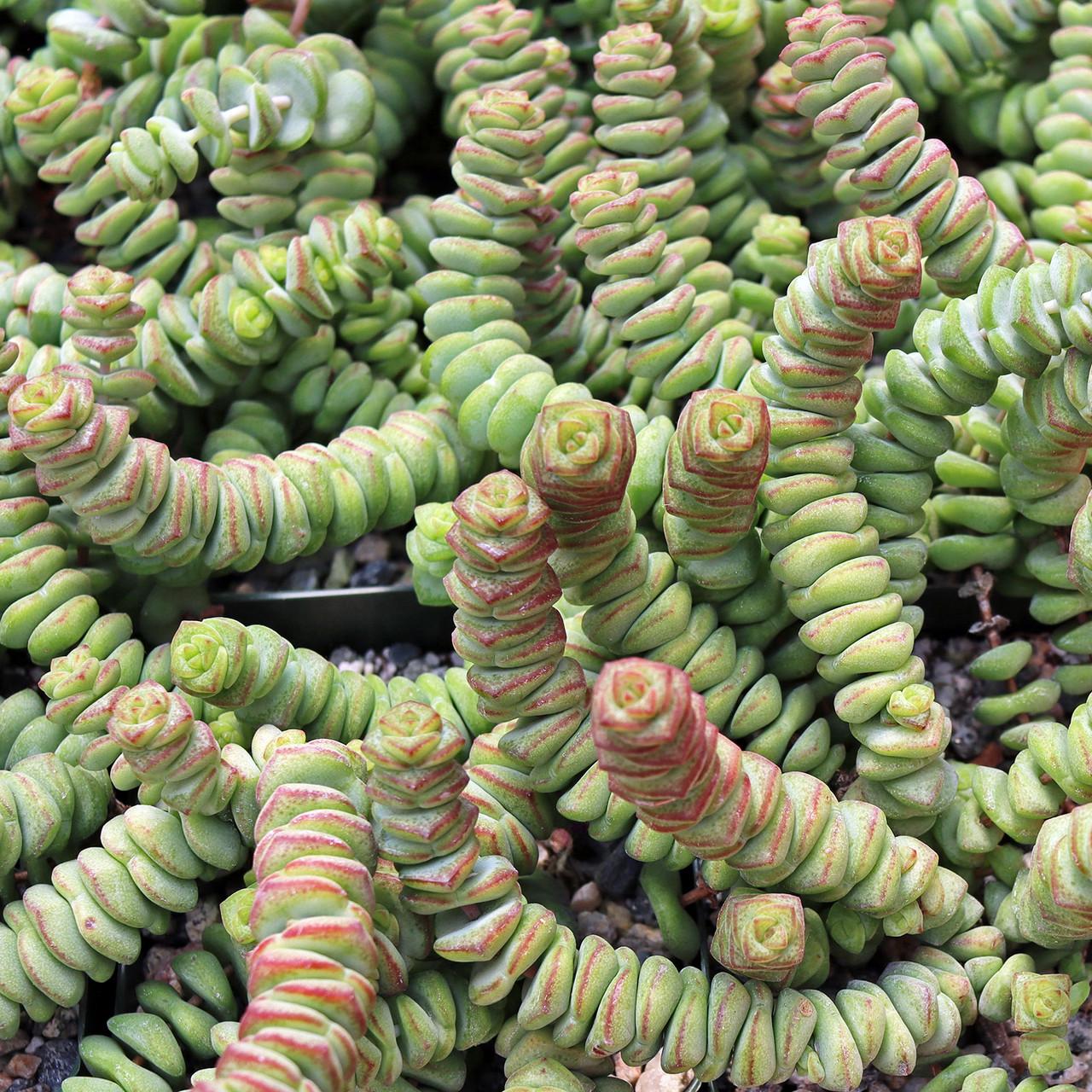 C Baby Jade Trailing - View 13 from www redcrocus com