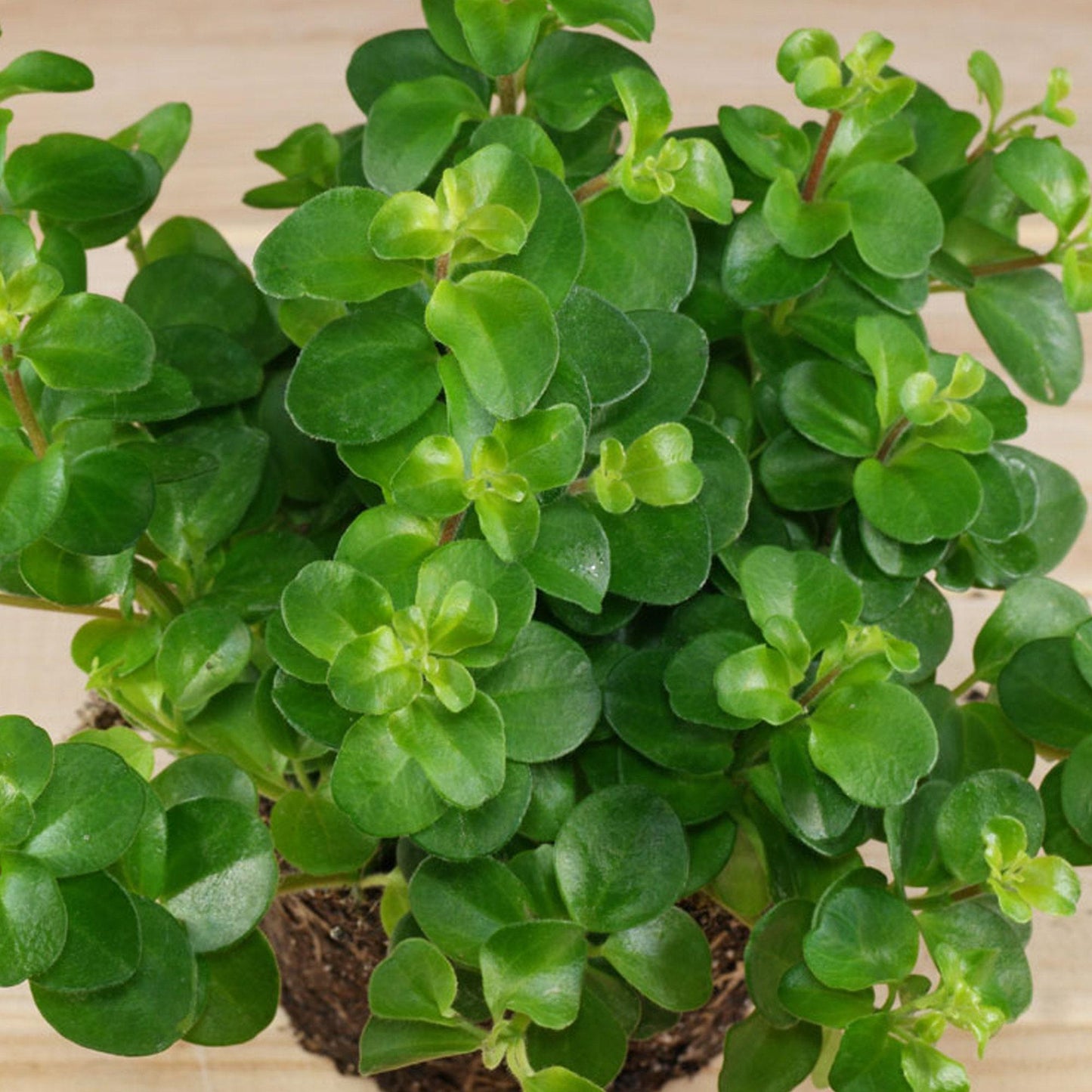 C Baby Jade Trailing - View 14 from www redcrocus com