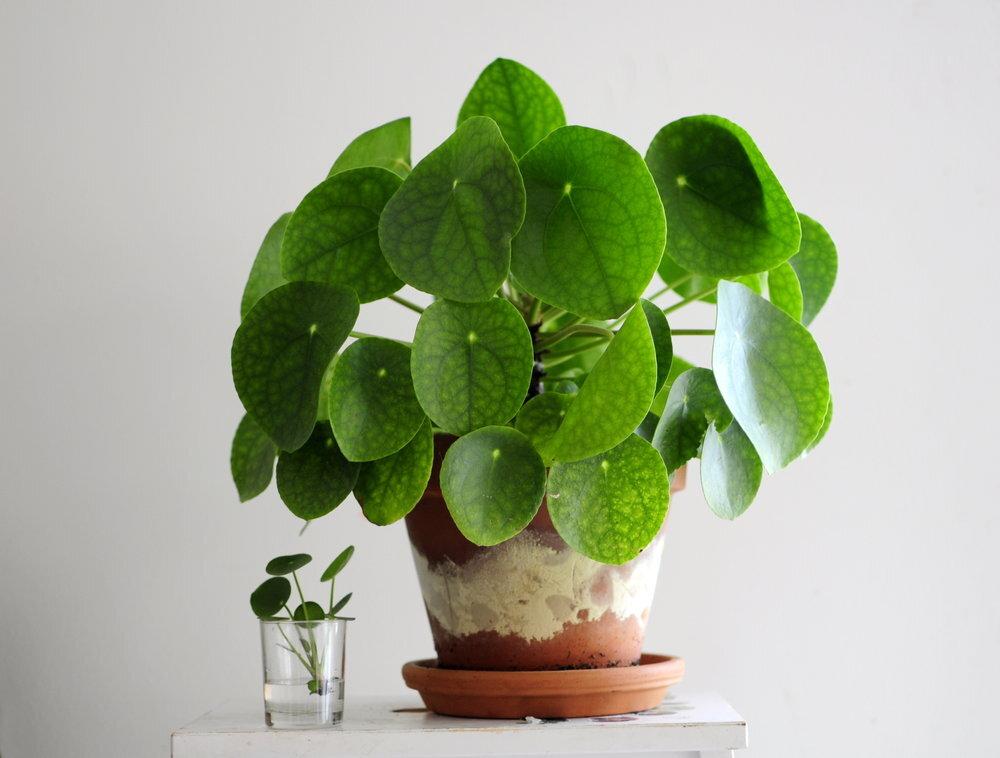 C Baby Jade Trailing - View 16 from www redcrocus com