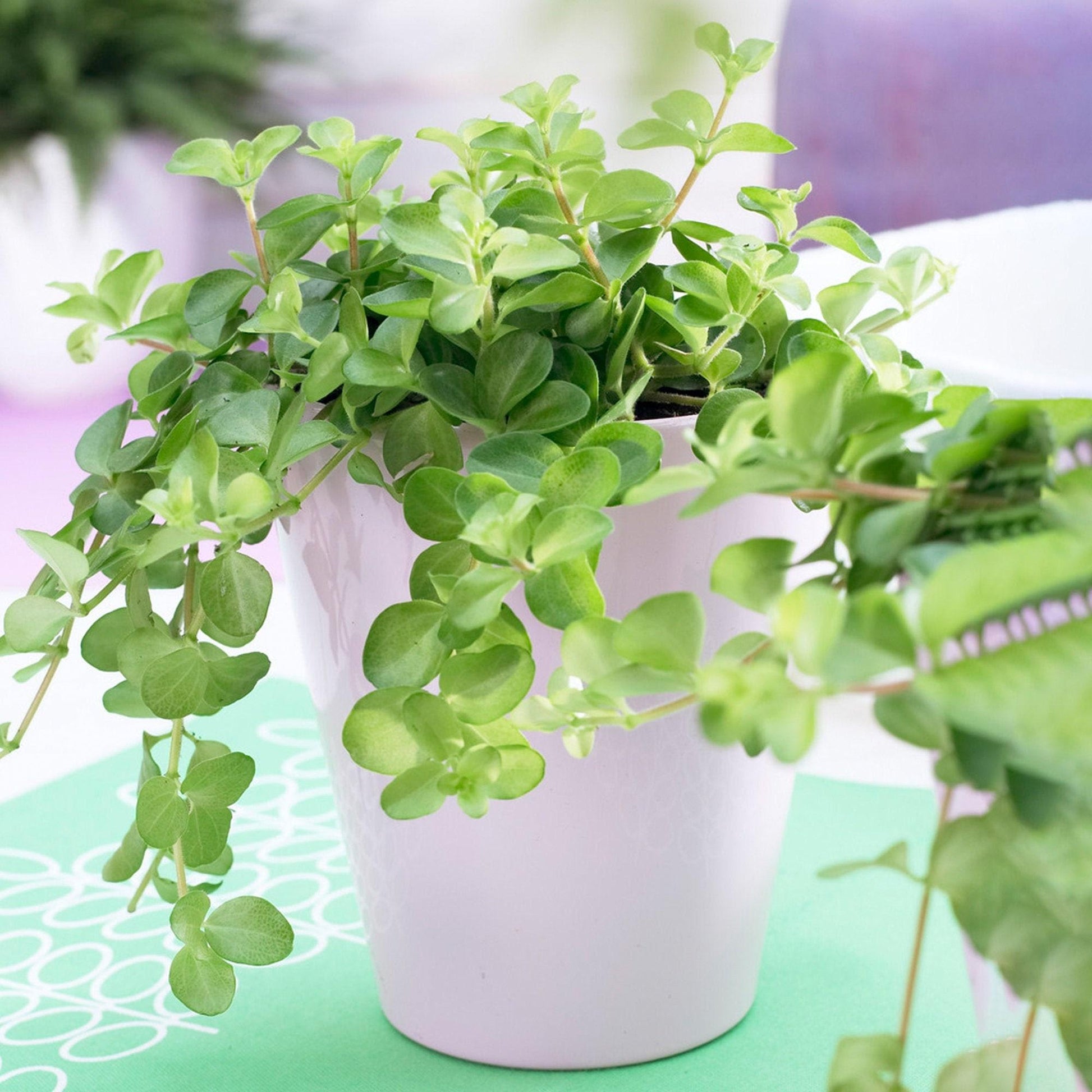 C Baby Jade Trailing - View 18 from www redcrocus com