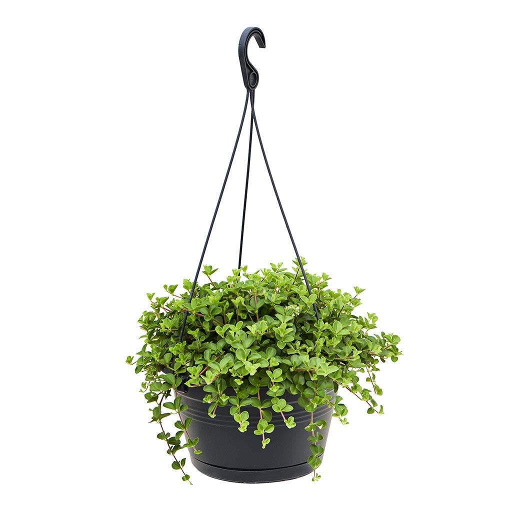 C Baby Jade Trailing - View 19 from www redcrocus com