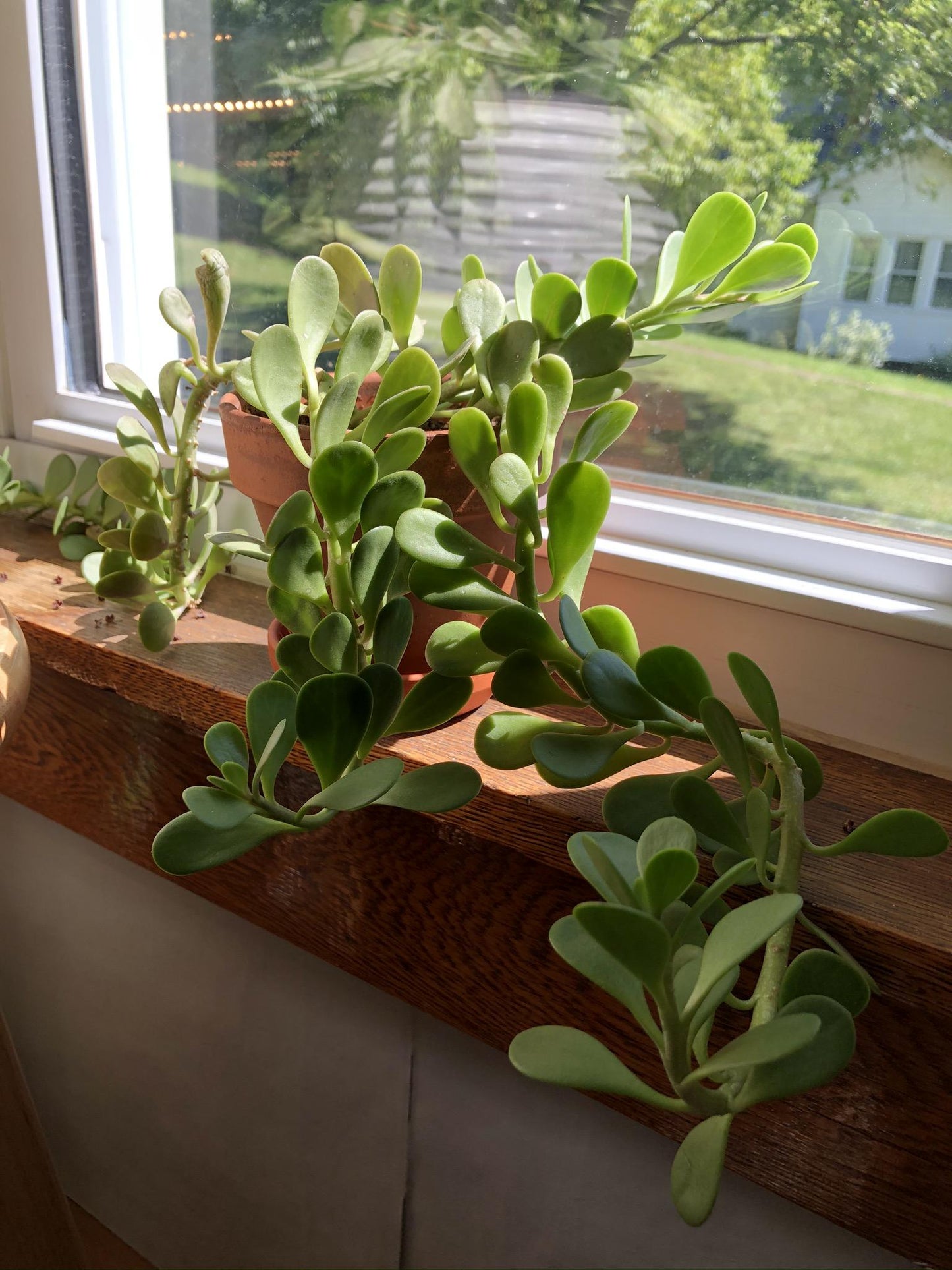C Baby Jade Trailing - View 24 from www redcrocus com