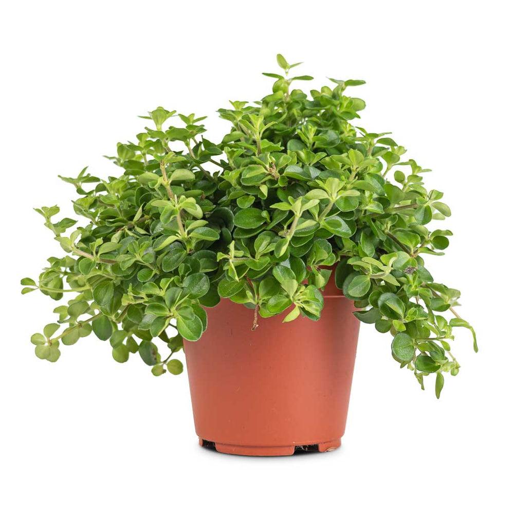 C Baby Jade Trailing - View 27 from www redcrocus com