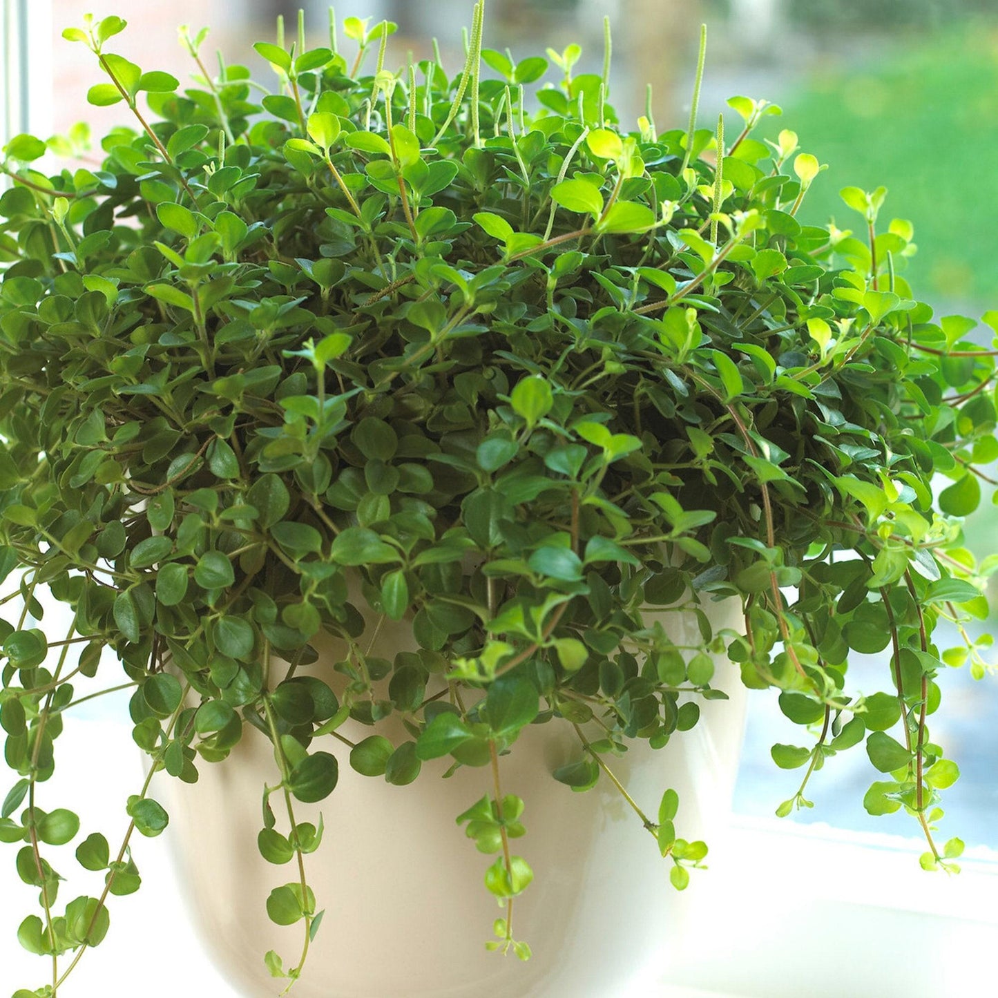 C Baby Jade Trailing - View 3 from www redcrocus com