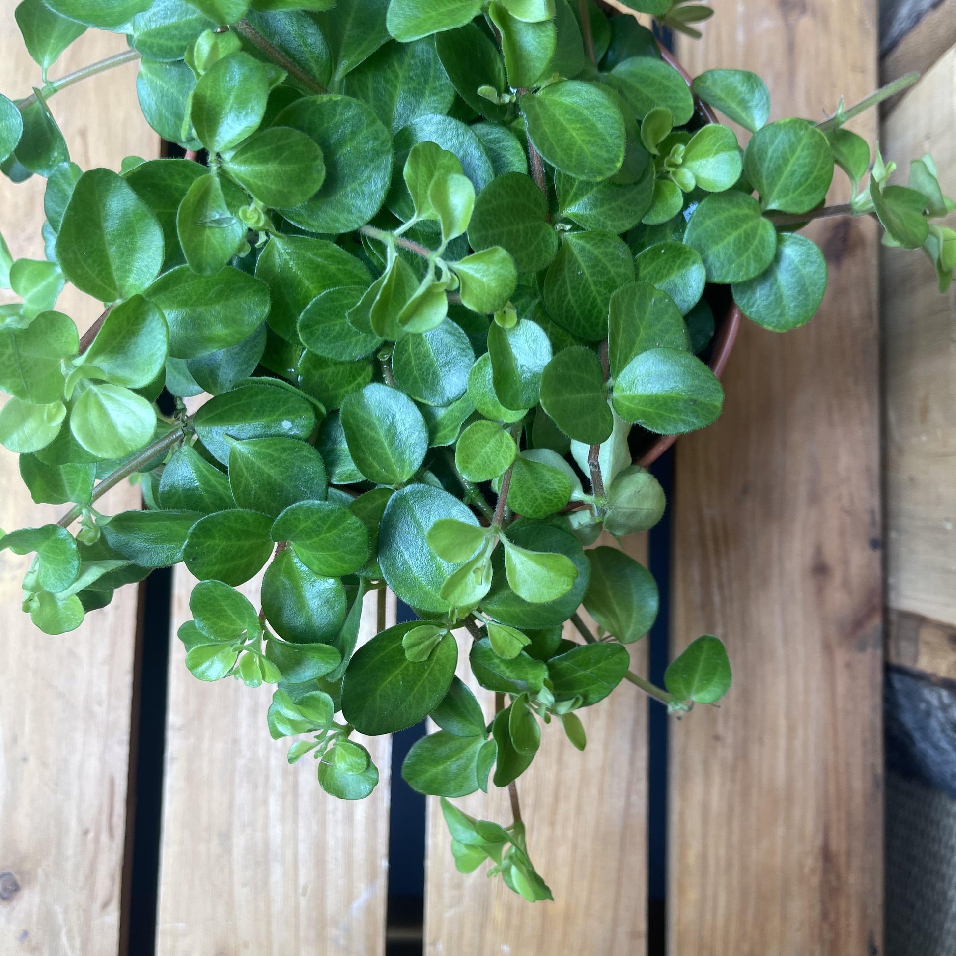 C Baby Jade Trailing - View 4 from www redcrocus com