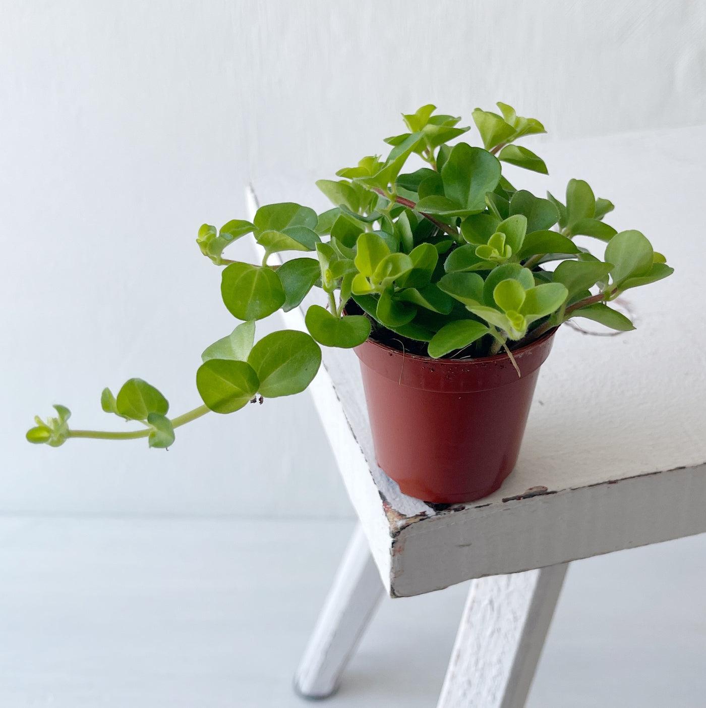 C Baby Jade Trailing - View 9 from www redcrocus com