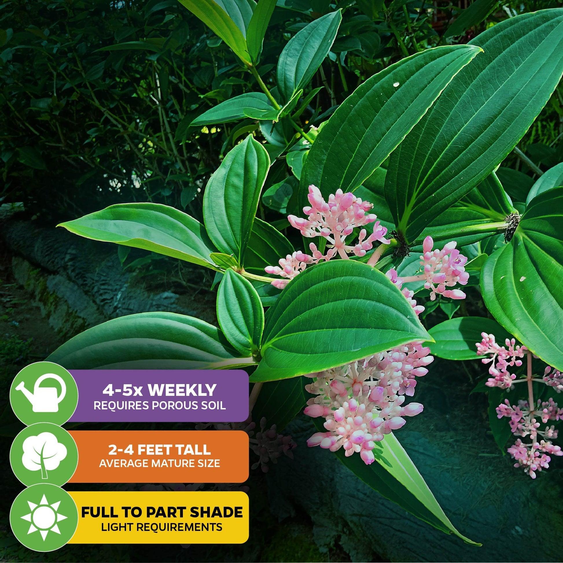 C9 Medinilla Myrianta Malaysian Orchid - View 14 from www redcrocus com