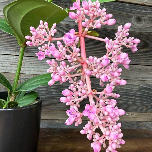 C9 Medinilla Myrianta Malaysian Orchid - View 15 from www redcrocus com