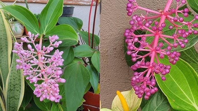 C9 Medinilla Myrianta Malaysian Orchid - View 17 from www redcrocus com