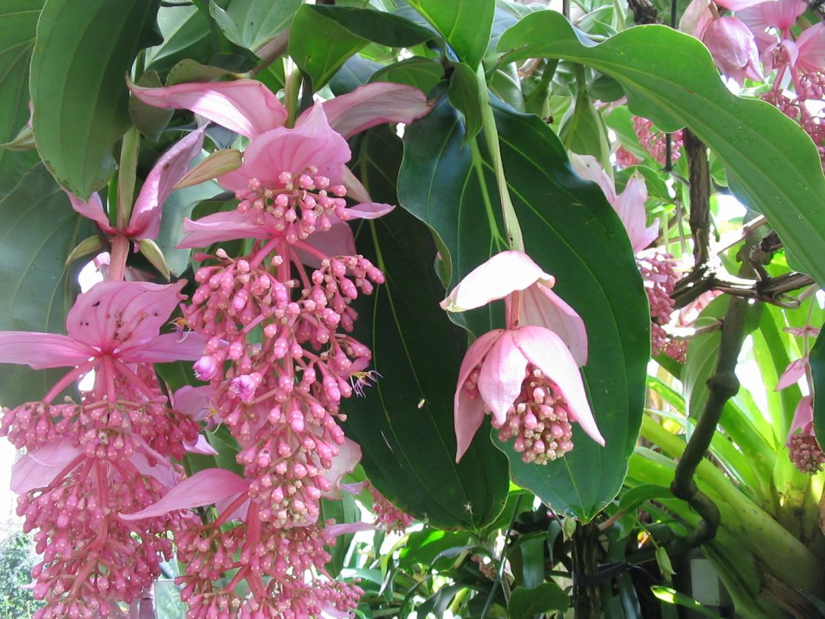 C9 Medinilla Myrianta Malaysian Orchid - View 18 from www redcrocus com