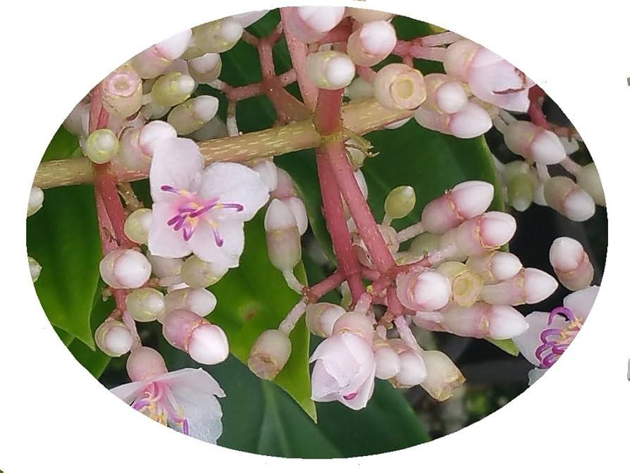 C9 Medinilla Myrianta Malaysian Orchid - View 20 from www redcrocus com