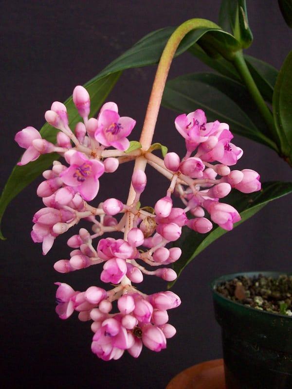 C9 Medinilla Myrianta Malaysian Orchid - View 21 from www redcrocus com
