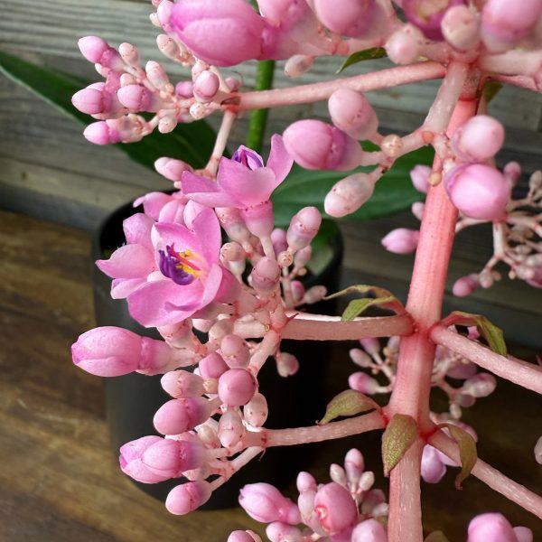 C9 Medinilla Myrianta Malaysian Orchid - View 22 from www redcrocus com