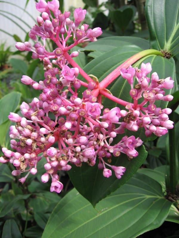 C9 Medinilla Myrianta Malaysian Orchid - View 23 from www redcrocus com