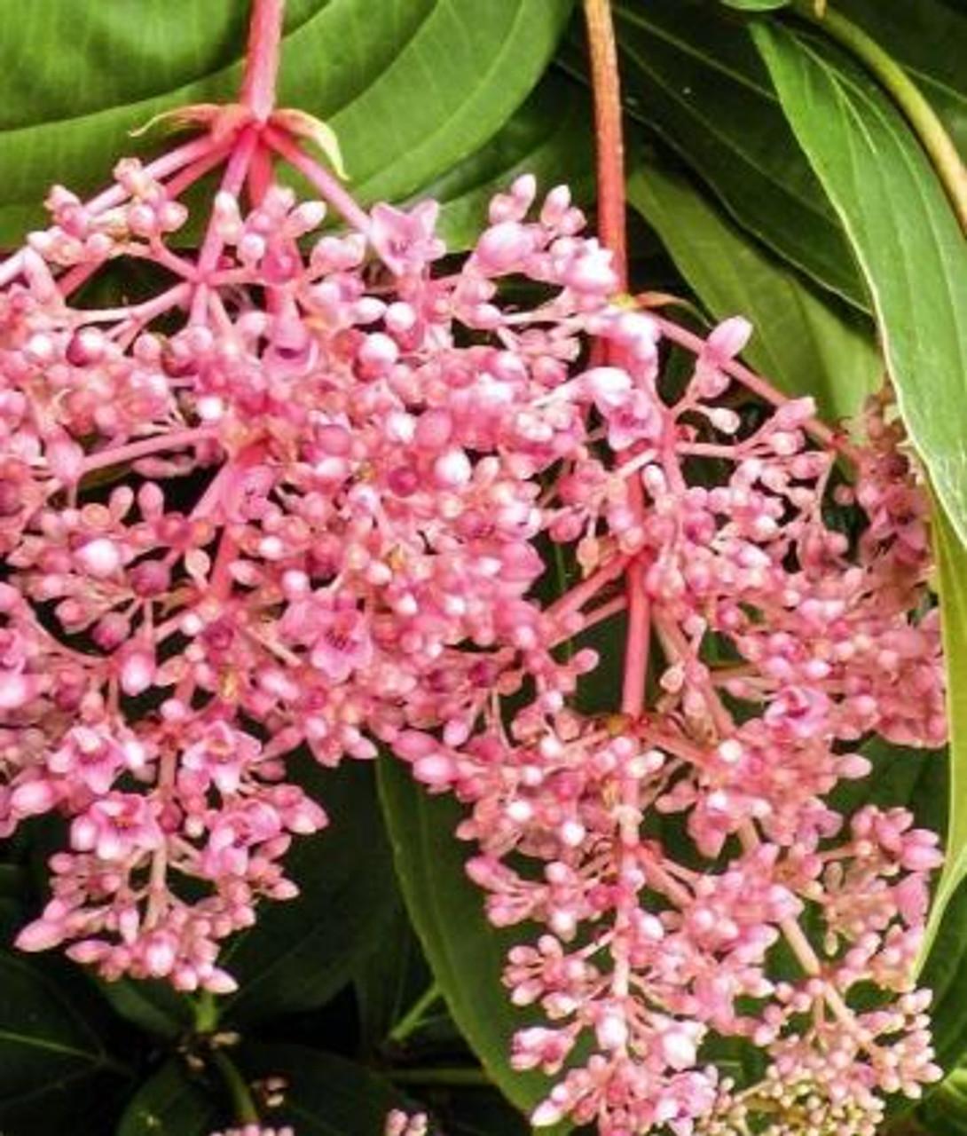 C9 Medinilla Myrianta Malaysian Orchid - View 26 from www redcrocus com