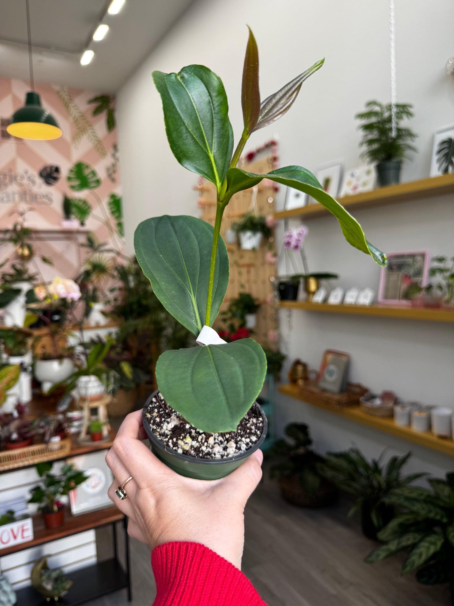 C9 Medinilla Myrianta Malaysian Orchid - View 28 from www redcrocus com