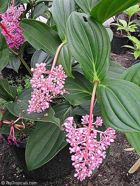 C9 Medinilla Myrianta Malaysian Orchid - View 3 from www redcrocus com