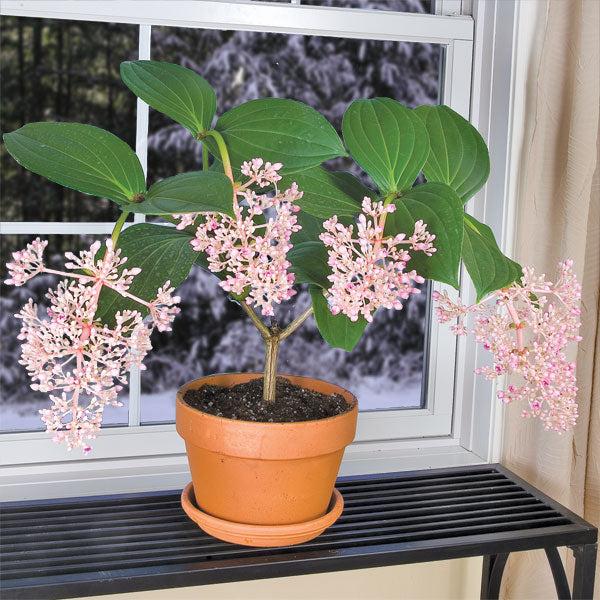 C9 Medinilla Myrianta Malaysian Orchid - View 6 from www redcrocus com