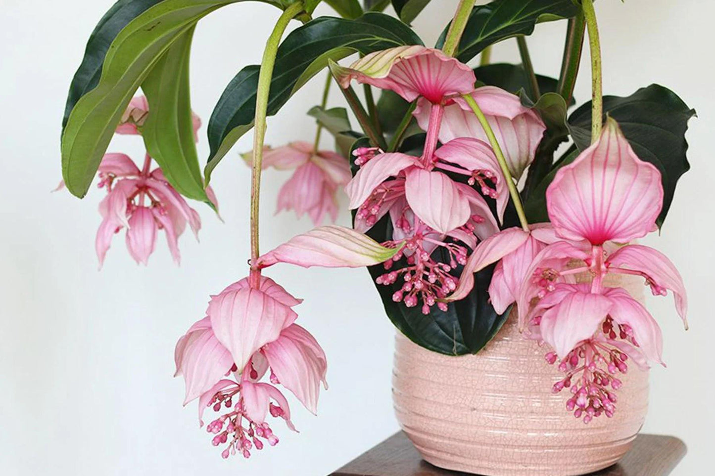 C9 Medinilla Myrianta Malaysian Orchid - View 7 from www redcrocus com