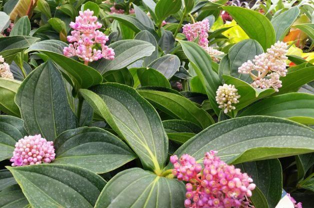 C9 Medinilla Myrianta Malaysian Orchid - View 9 from www redcrocus com