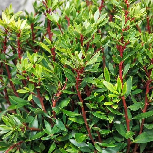 E2 Drimys Lancelota Mountain Pepper - View 10 from www redcrocus com