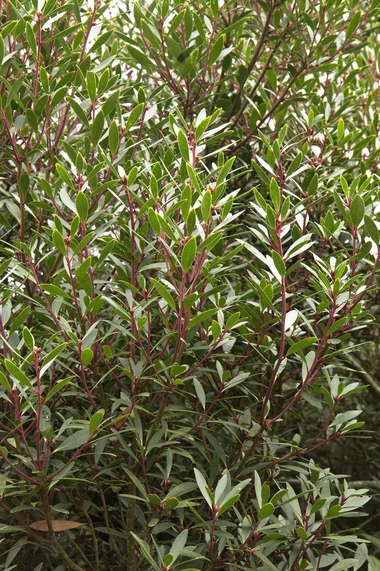 E2 Drimys Lancelota Mountain Pepper - View 11 from www redcrocus com