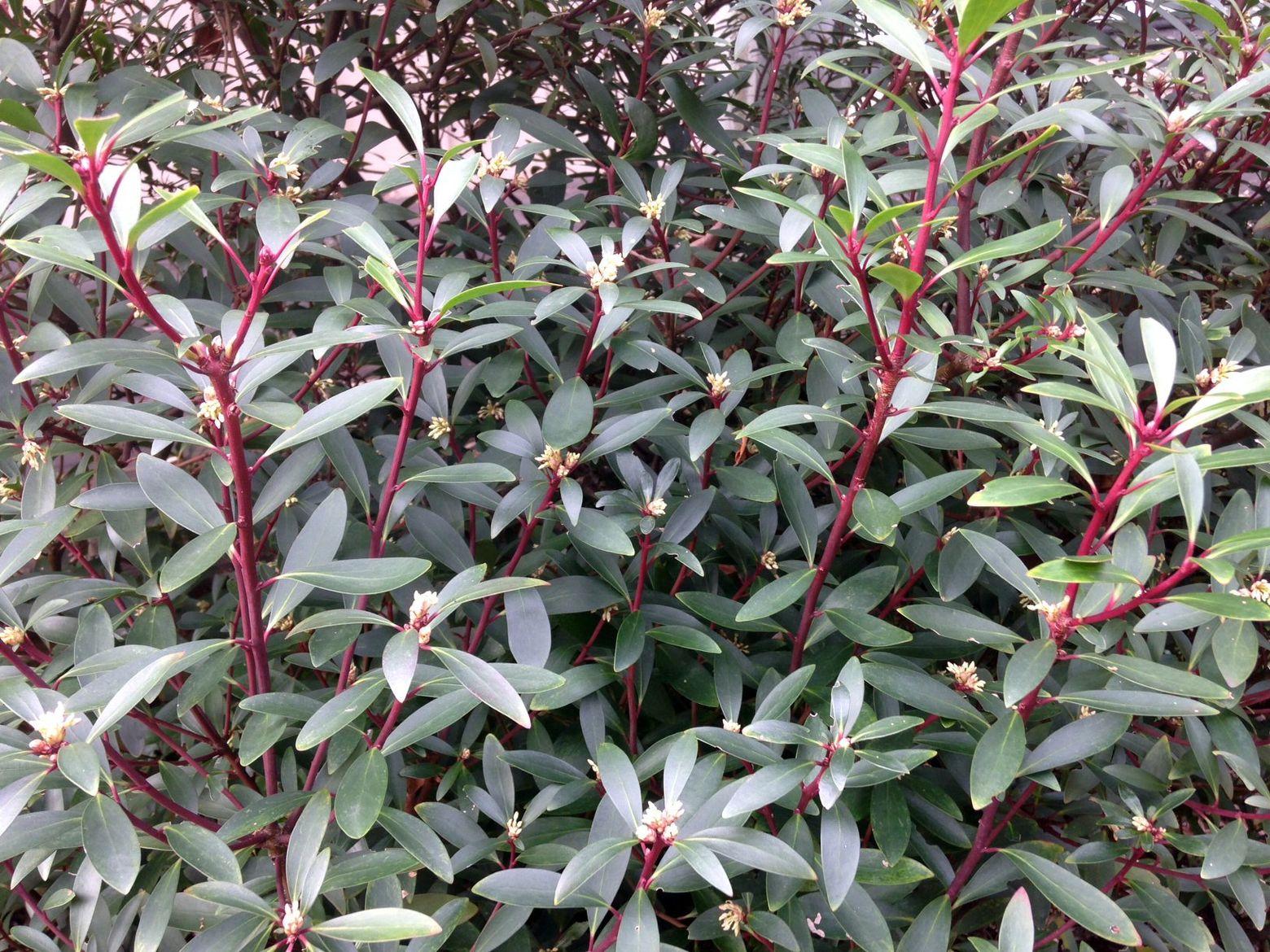 E2 Drimys Lancelota Mountain Pepper - View 12 from www redcrocus com