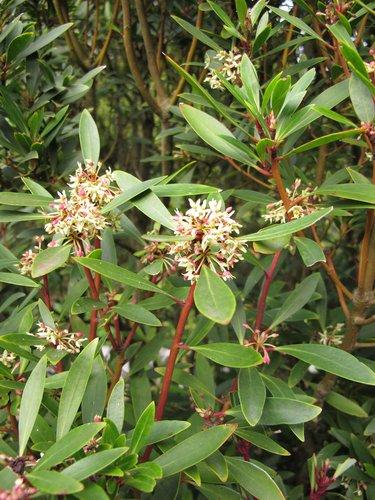 E2 Drimys Lancelota Mountain Pepper - View 18 from www redcrocus com