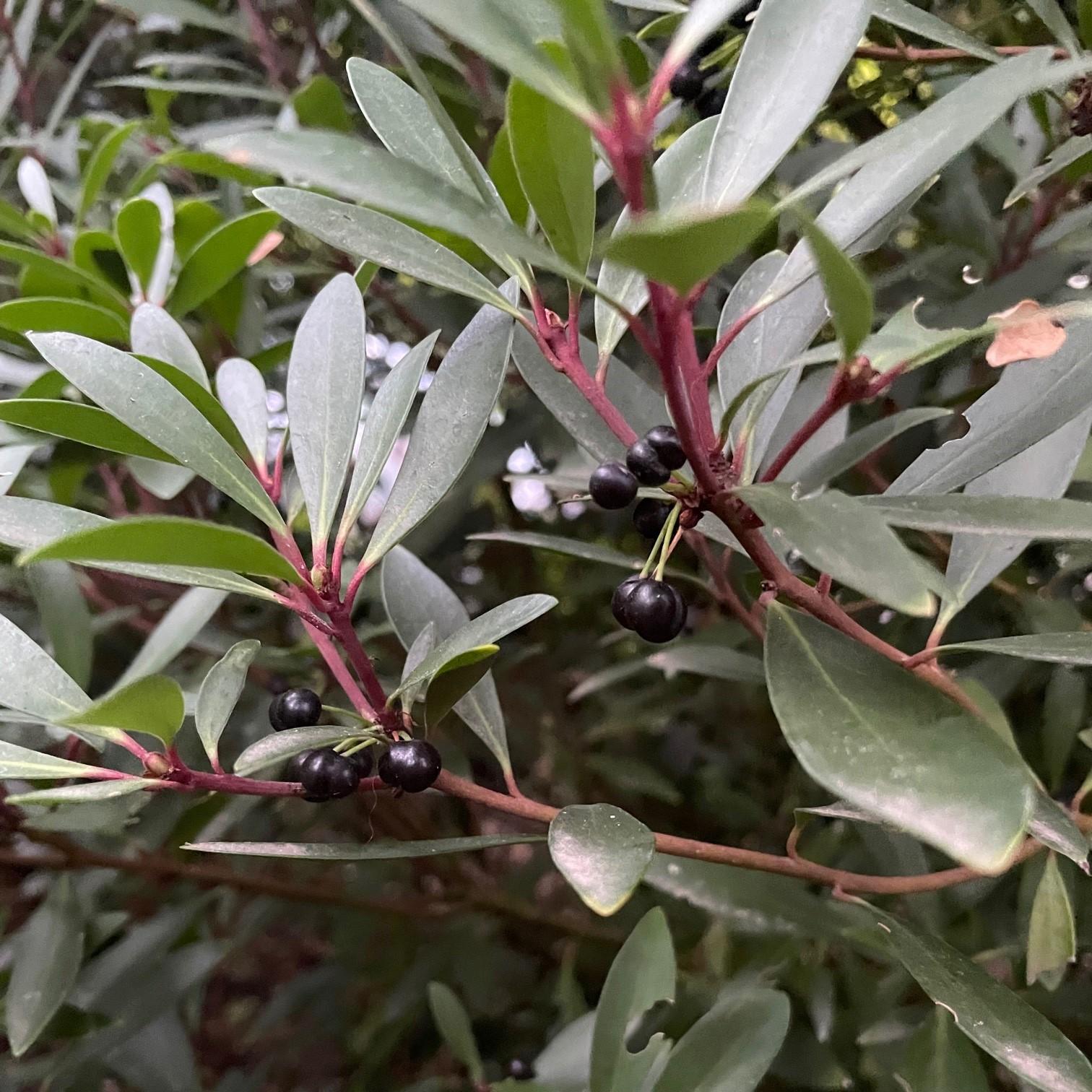 E2 Drimys Lancelota Mountain Pepper - View 19 from www redcrocus com