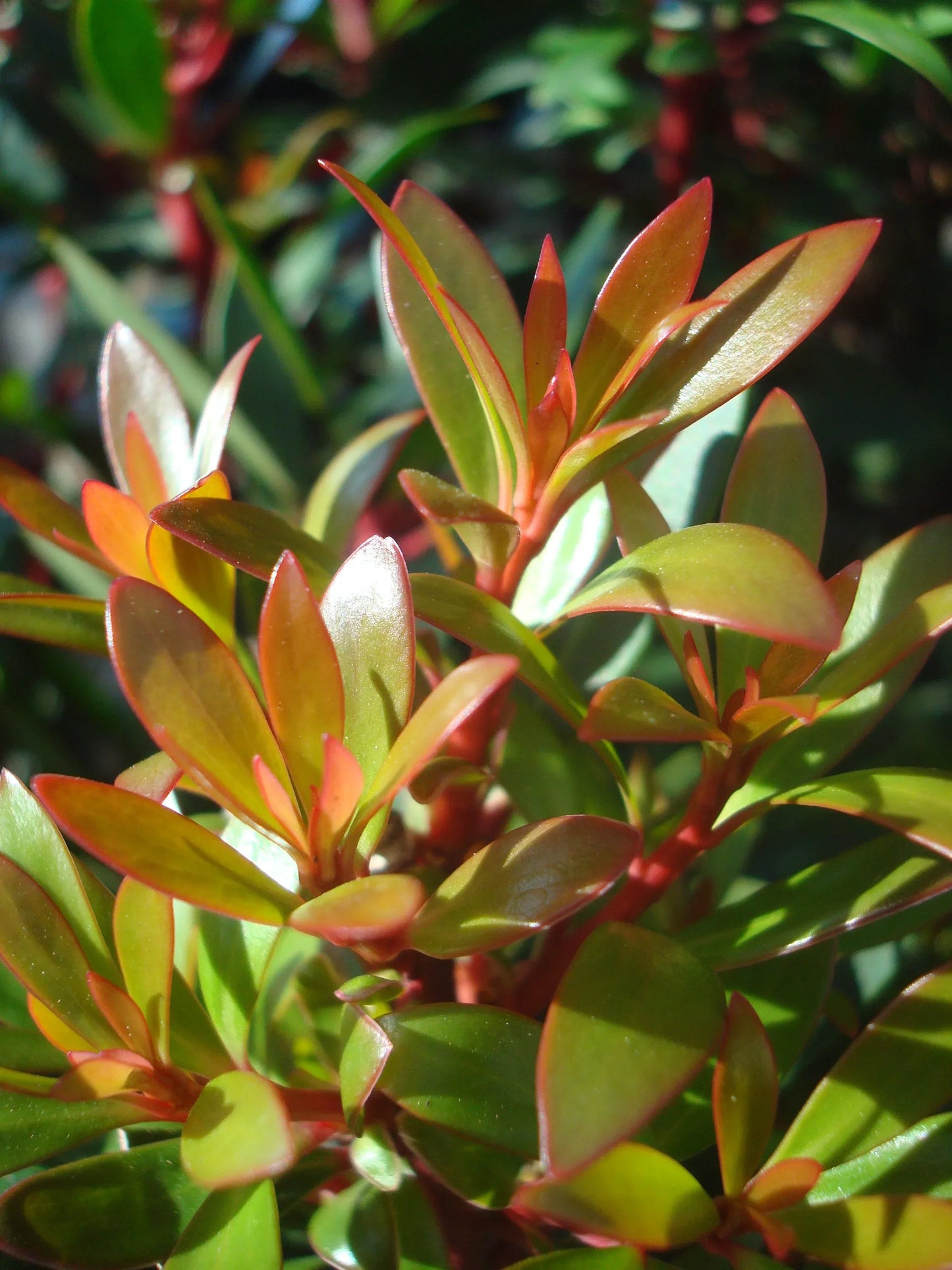 E2 Drimys Lancelota Mountain Pepper - View 20 from www redcrocus com