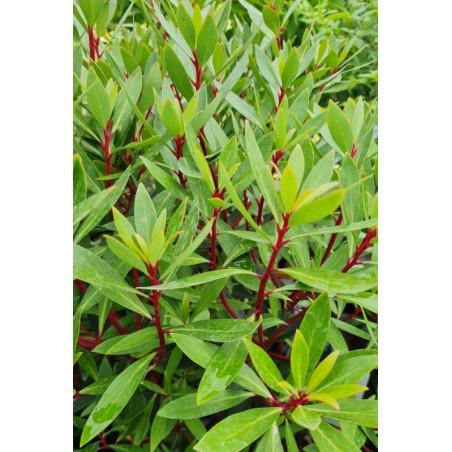 E2 Drimys Lancelota Mountain Pepper - View 22 from www redcrocus com