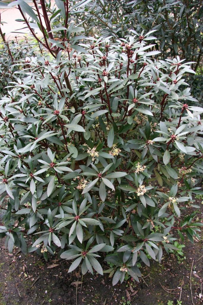 E2 Drimys Lancelota Mountain Pepper - View 24 from www redcrocus com