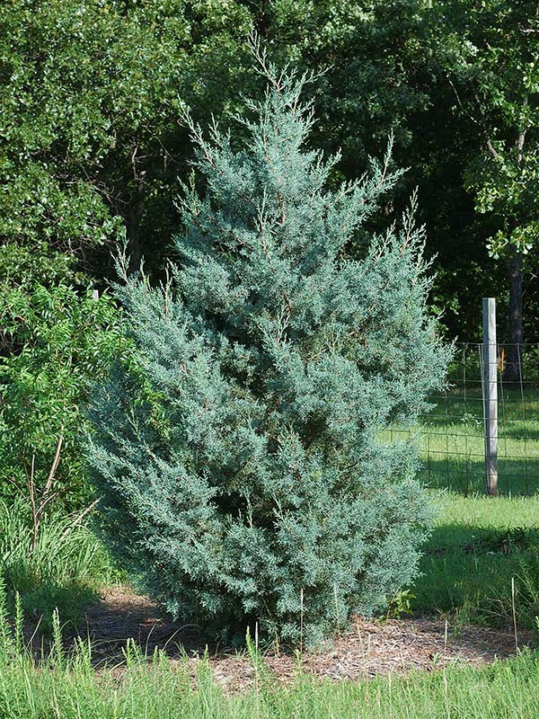RedCrocus Raywood Weeping Arizona Cypress (Cupressus glabra) Live Evergreen Tree, Blue-Green Foliage, Drought & Heat Tolerant, Fragrant, Specimen Landscape Accent  6 Gallon Nursery Pot