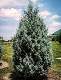 RedCrocus Raywood Weeping Arizona Cypress (Cupressus glabra) Live Evergreen Tree, Blue-Green Foliage, Drought & Heat Tolerant, Fragrant, Specimen Landscape Accent  6 Gallon Nursery Pot