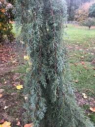 RedCrocus Raywood Weeping Arizona Cypress (Cupressus glabra) Live Evergreen Tree, Blue-Green Foliage, Drought & Heat Tolerant, Fragrant, Specimen Landscape Accent  6 Gallon Nursery Pot