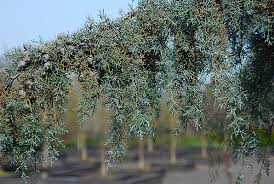 RedCrocus Raywood Weeping Arizona Cypress (Cupressus glabra) Live Evergreen Tree, Blue-Green Foliage, Drought & Heat Tolerant, Fragrant, Specimen Landscape Accent  6 Gallon Nursery Pot