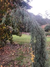 RedCrocus Raywood Weeping Arizona Cypress (Cupressus glabra) Live Evergreen Tree, Blue-Green Foliage, Drought & Heat Tolerant, Fragrant, Specimen Landscape Accent  6 Gallon Nursery Pot