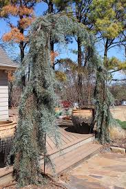 RedCrocus Raywood Weeping Arizona Cypress (Cupressus glabra) Live Evergreen Tree, Blue-Green Foliage, Drought & Heat Tolerant, Fragrant, Specimen Landscape Accent  6 Gallon Nursery Pot