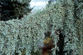 RedCrocus Raywood Weeping Arizona Cypress (Cupressus glabra) Live Evergreen Tree, Blue-Green Foliage, Drought & Heat Tolerant, Fragrant, Specimen Landscape Accent  6 Gallon Nursery Pot