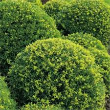 RedCrocus Ilex Crenata 'Convexa' Japanese Holly Live Plant, Evergreen Shrub for Hedges & Borders, Dense Rounded Habit, Sun/Part Shade  1 Gallon Nursery Pot