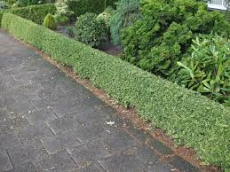 RedCrocus Ilex Crenata 'Convexa' Japanese Holly Live Plant, Evergreen Shrub for Hedges & Borders, Dense Rounded Habit, Sun/Part Shade  1 Gallon Nursery Pot