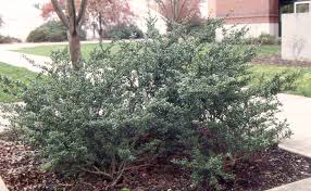 RedCrocus Ilex Crenata 'Convexa' Japanese Holly Live Plant, Evergreen Shrub for Hedges & Borders, Dense Rounded Habit, Sun/Part Shade  1 Gallon Nursery Pot