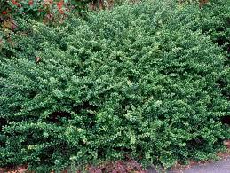 RedCrocus Ilex Crenata 'Convexa' Japanese Holly Live Plant, Evergreen Shrub for Hedges & Borders, Dense Rounded Habit, Sun/Part Shade  1 Gallon Nursery Pot