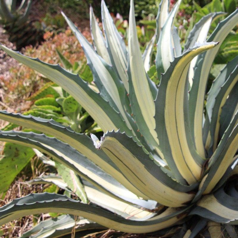 E Agave Variegata Rare - View 14 from www redcrocus com