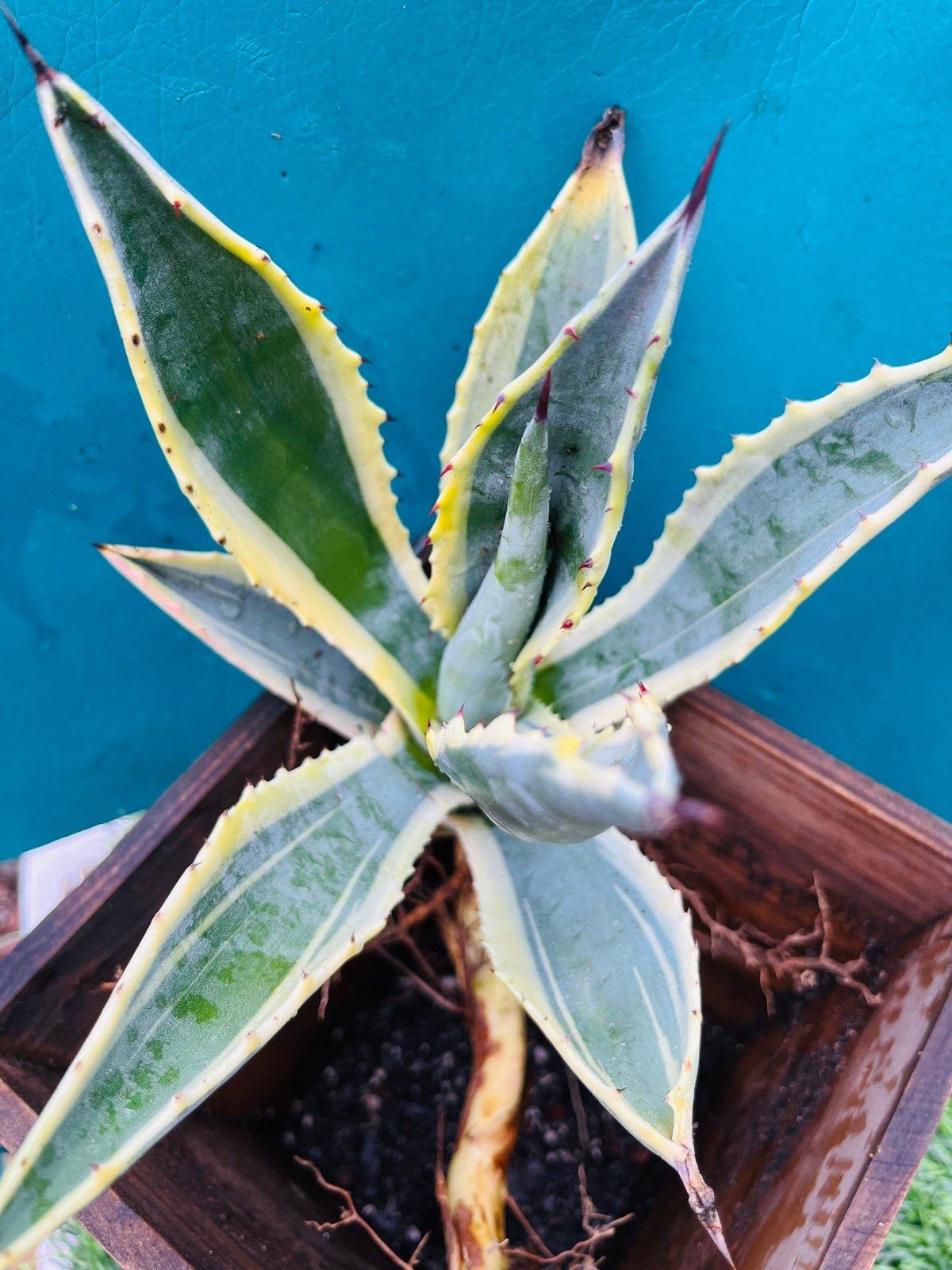 E Agave Variegata Rare - View 15 from www redcrocus com