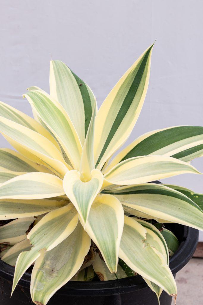 E Agave Variegata Rare - View 17 from www redcrocus com