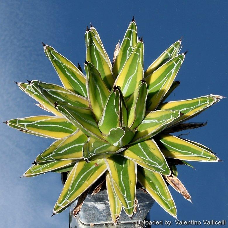 E Agave Variegata Rare - View 19 from www redcrocus com
