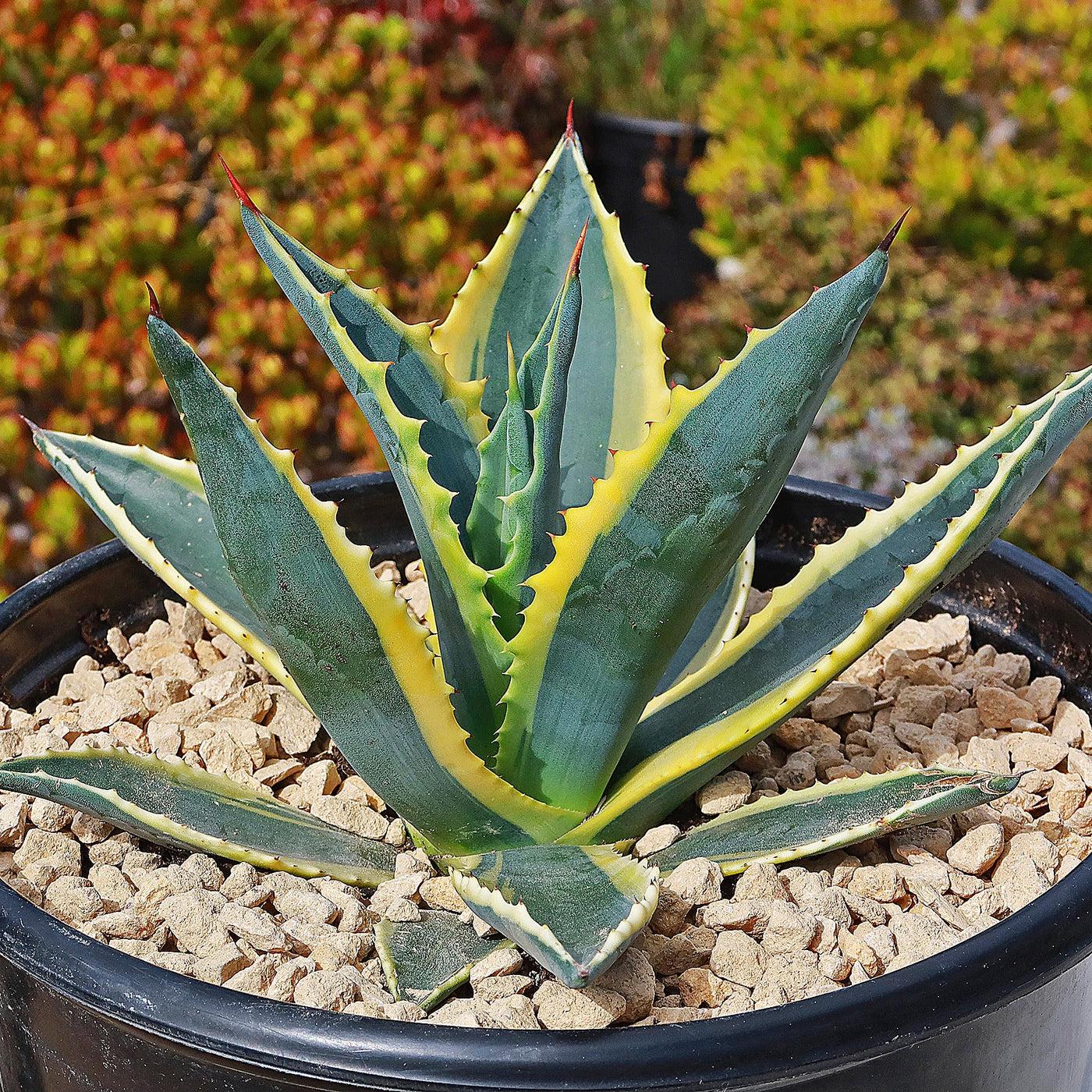 E Agave Variegata Rare - View 1 from www redcrocus com
